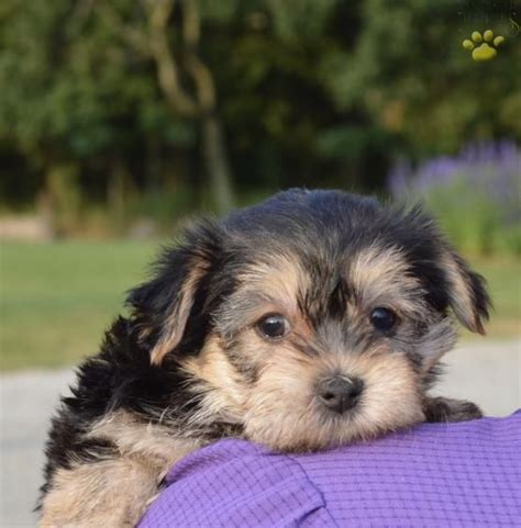 Find Your Silky Terrier Puppy Learn more about Silky Terriers. . Buckeye puppies for sale